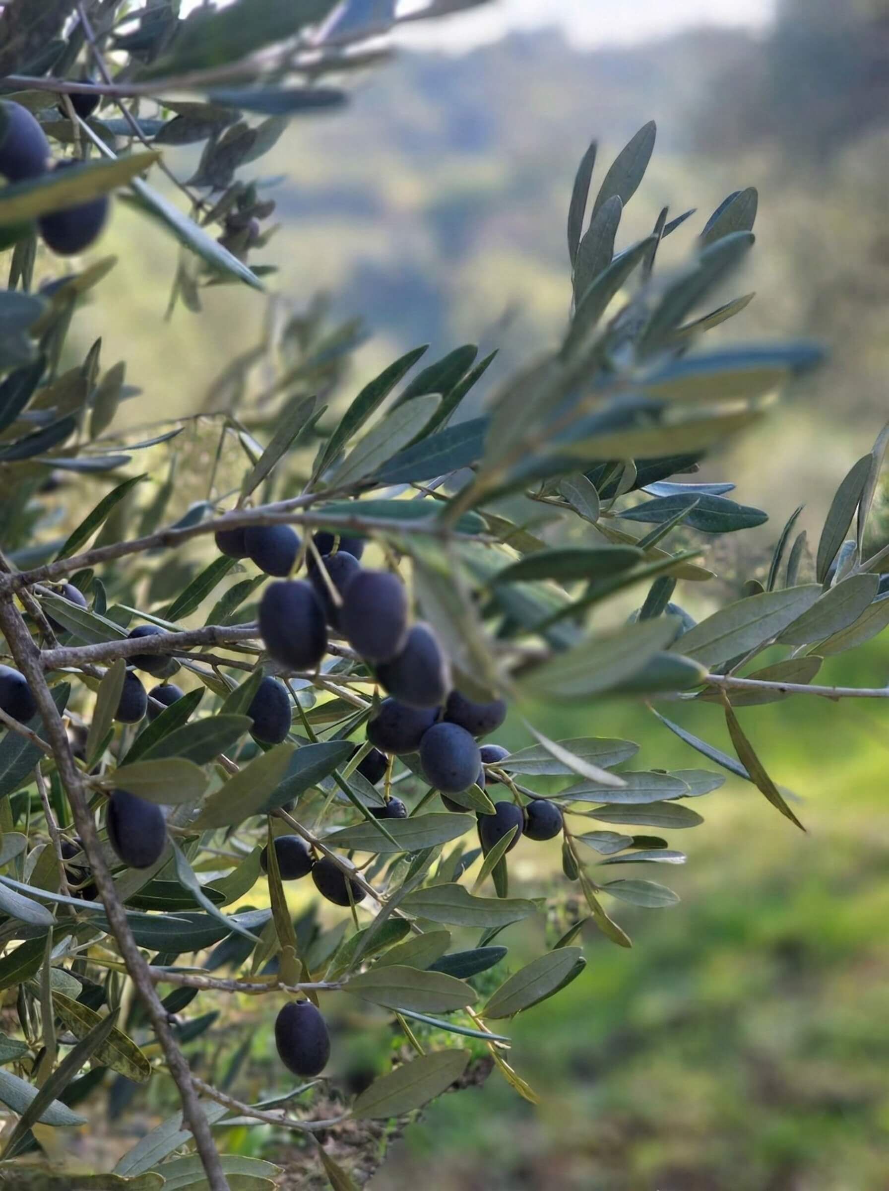 Dettaglio olive nere biologiche raccolta a mano Maremma